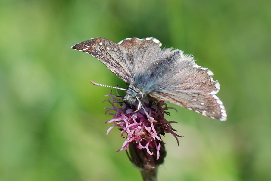 Pyrgus cacaliae?